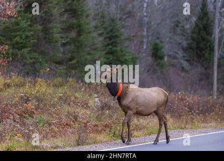 Un wapiti femelle le matin de novembre à Clam Lake. Banque D'Images