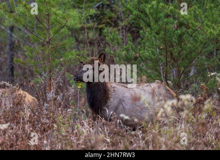 Elk veau dans le lac Clam le matin de novembre. Banque D'Images