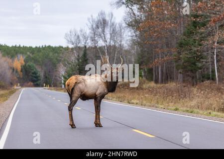 Pointe elk traversant l'autoroute GG à Clam Lake, Wisconsin. Banque D'Images