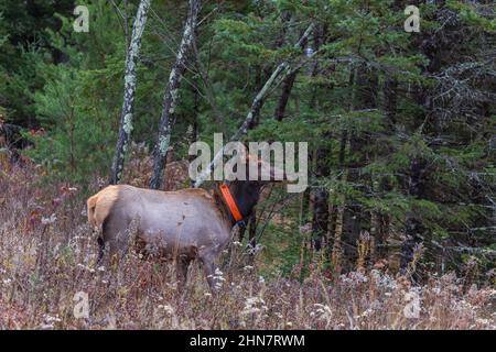 Un wapiti femelle le matin de novembre à Clam Lake. Banque D'Images