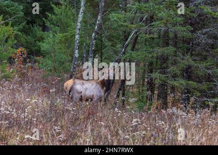 Elk de Clam Lake le matin de novembre. Banque D'Images