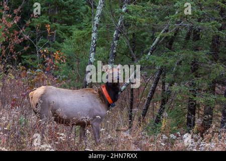 Un wapiti femelle le matin de novembre à Clam Lake. Banque D'Images