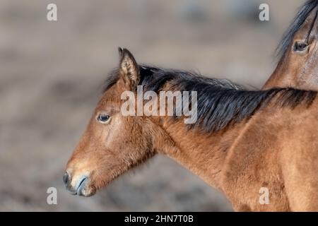 Un cheval sauvage foal avec sa mère dans le désert Banque D'Images