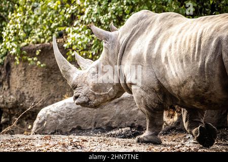 Gros portrait de rhinocéros blanc en gros plan avec deux cornes le jour Banque D'Images