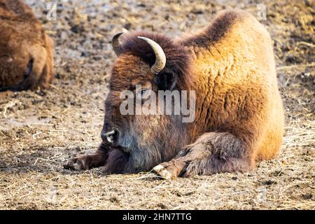 Gros plan sur un bison posé sur le sol par beau temps Banque D'Images