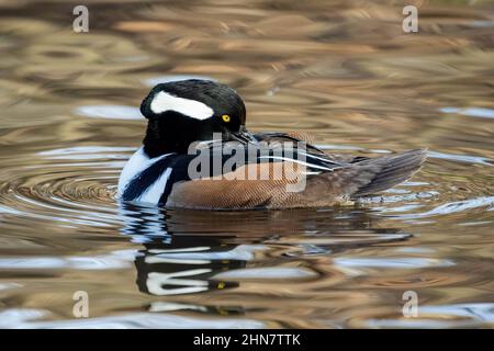 Homme à capuchon merganser canard natation gros plan portrait Banque D'Images