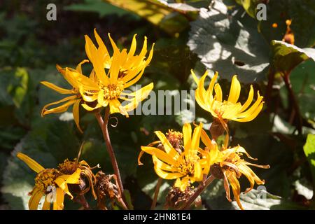 leopard plant Stock Photo