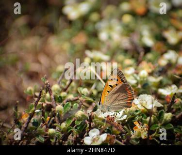 beau papillon commun en cuivre (lycaena phlaeas). Banque D'Images