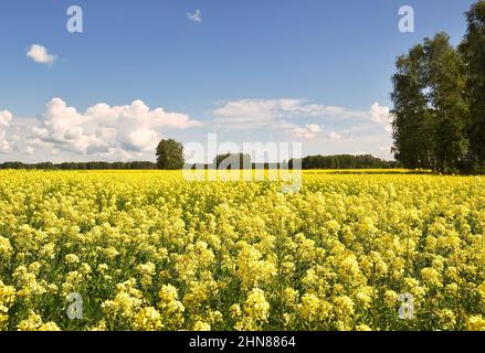 Champ agricole jaune vif semé de colza gros plan, arbres au loin, ciel bleu vif avec les nuages transparents les plus blancs. Nature de si Banque D'Images