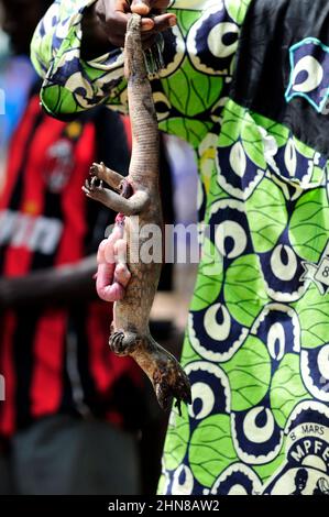 Les lézards sont une viande populaire au Bénin, sur la côte d'Ivoire et au Burkina Faso. Banque D'Images