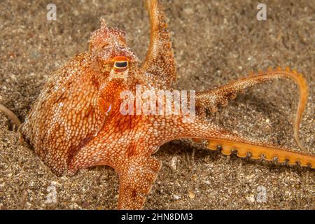 Le peu de sable armés poulpe, Amphioctopus arenicola, vit dans un petit trou sur un fond sablonneux, pas loin d'un récif et est endémique, Maui, Hawaii. Banque D'Images