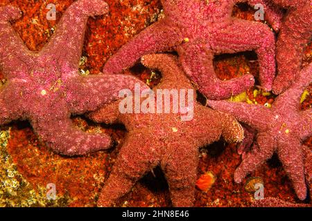 Un groupe d'étoiles de mer ocre, Pisaster ochraceus, Colombie-Britannique, Canada. Un décès associé à une maladie connu sous le nom de syndrome de l'Ecachissement des étoiles de mer a fait Banque D'Images