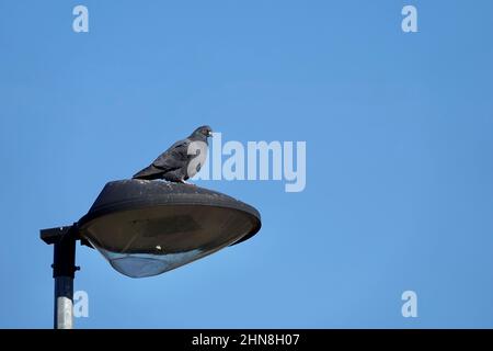 Pigeon prend un repos sur la lumière de rue avec fond bleu ciel Banque D'Images