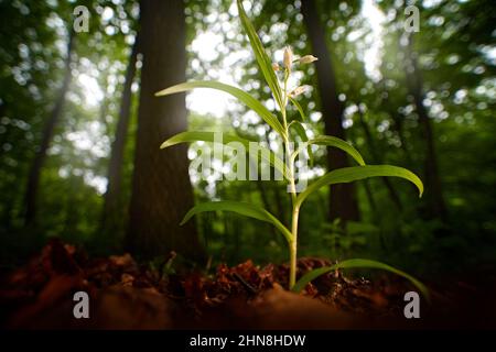 Cephalanthera longifolia, Helleborine à feuilles éverdées, orchidée terrestre européenne, nature, détail de la fleur blanche, Bile Karpaty, Tchèque. WID Banque D'Images