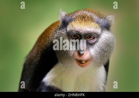 monkey de Campbell ou Monkey de Campbell, Cercopithecus campbelli, dans un habitat naturel. Primate de Côte d'Ivoire, Gambie, Ghana. Banque D'Images