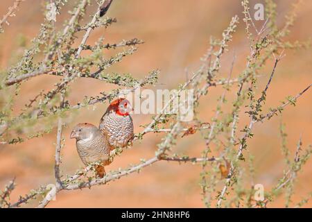 Paradis à tête rouge finch, Amadina erythrocephala, dans l'habitat naturel. Tisserand paire assis sur la branche dans les buissons, oiseau de Namibie, da ensoleillé Banque D'Images