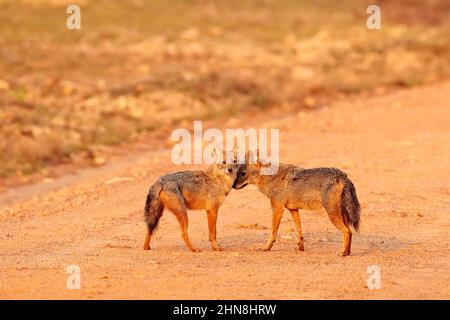 Paire de chaal dans l'herbe, lumière du soir. Golden Jackal, Canis aureus avec soleil du soir, Sri Lanka, Asie. Belle scène de la faune de l'habitat de la nature W Banque D'Images