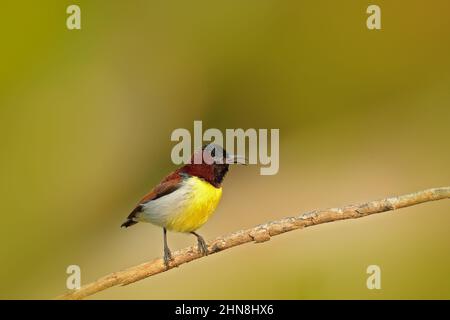 sunbird à rumpe violette, Leptocoma zeylonica, sunbird endémique au sous-continent indien. Oiseau coloré du Sri Lanka. Journée ensoleillée en Asie, sunbird stit Banque D'Images