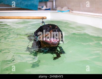 jeune rottweiler et rééducation pour l'hydrothérapie dans la piscine Banque D'Images