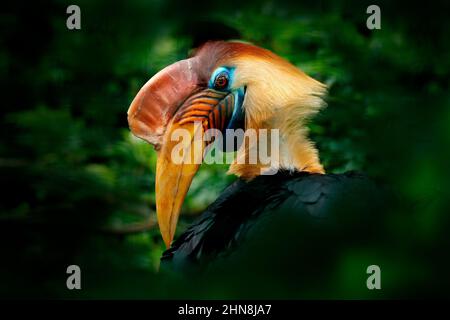 Hornbill à boutons, Rhyticeros cassidix, dans un habitat forestier, portrait détaillé en vert de Sulawesi, Indonésie. Belle jungle charme, scène de la faune Banque D'Images