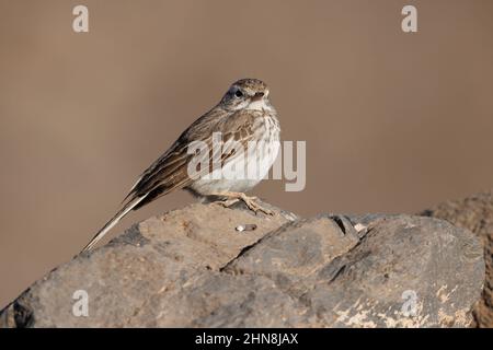 pipit de Berthelot Banque D'Images