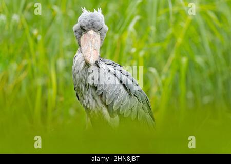 Shoebill, Balaeniceps rex, caché dans la végétation verte. Portrait d'un grand oiseau à bec, Ouganda. Observation des oiseaux en Afrique. Banque D'Images