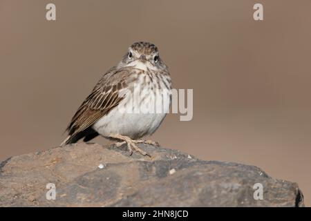 pipit de Berthelot, Barranco de Joros, Fuerteventura, îles Canaries, décembre 2021 Banque D'Images