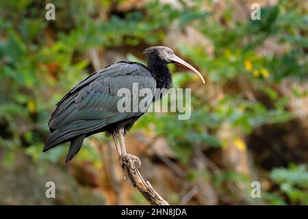 Ibis du Nord, situé sur la branche, montagne rock en arrière-plan. Bald Ibis Geronticus eremita, oiseau exotique dans l'habitat naturel, lig du soleil en soirée Banque D'Images