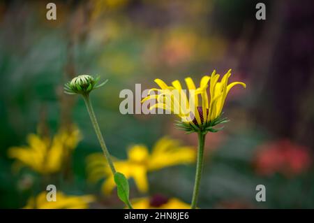 Belles fleurs d'été dans un jardin anglais traditionnel Banque D'Images