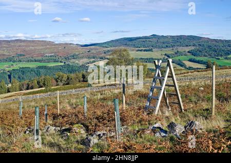 Le bois enferme la clôture de cerf dans une lande rugueuse au-dessus de la vallée de Tay avec de jeunes arbres de jeunes arbres dans des tubes protecteurs au premier plan, Perthshire, Écosse Banque D'Images