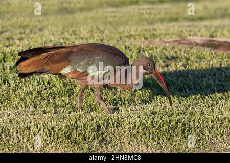 Hadada ibis, Morro Jable, Fuerteventura, îles Canaries, janvier 2022 Banque D'Images