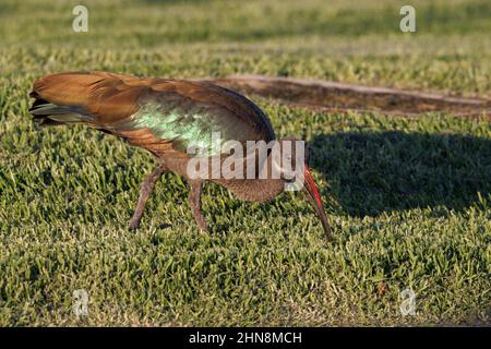 Hadada ibis, Morro Jable, Fuerteventura, îles Canaries, janvier 2022 Banque D'Images