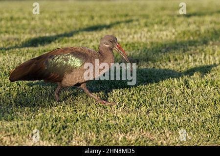 Hadada ibis, Morro Jable, Fuerteventura, îles Canaries, janvier 2022 Banque D'Images
