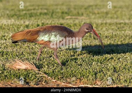 Hadada ibis, Morro Jable, Fuerteventura, îles Canaries, janvier 2022 Banque D'Images