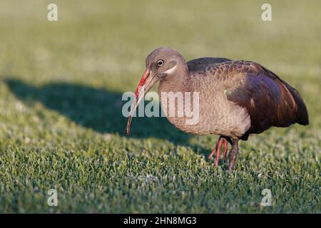 Hadada ibis, Morro Jable, Fuerteventura, îles Canaries, janvier 2022 Banque D'Images