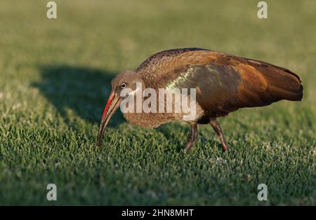 Hadada ibis, Morro Jable, Fuerteventura, îles Canaries, janvier 2022 Banque D'Images