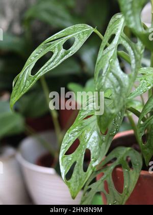 plante mostera deliciosa ou mostera andonii ( janda bolong) variegata Banque D'Images