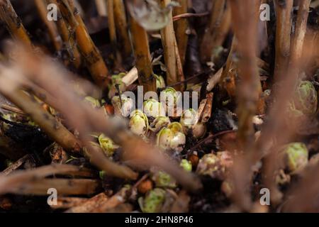 Pousses de hortense sur terrain humide dans le jardin avec des tiges de plante fortement brouillées en premier plan autour en journée. Activités de loisirs à l'extérieur pour les amoureux de la nature Banque D'Images