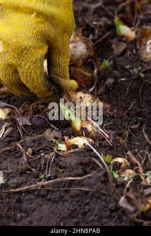 Gros plan de la main dans un gant de travail jaune collectant les feuilles sèches, l'herbe et les racines autour des pousses de fleur d'iris dans le jardin en journée. Premières plantes à fleurir Banque D'Images