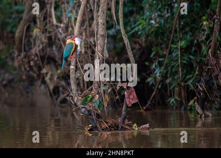 Kingfisher à bec de porc - Pelargopsis capensis, magnifique kingfisher coloré provenant de terres boisées et d'eaux douces asiatiques, Sri Lanka. Banque D'Images