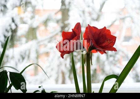 hyperastre rouge fleuri sur la fenêtre sur fond de paysage enneigé Banque D'Images