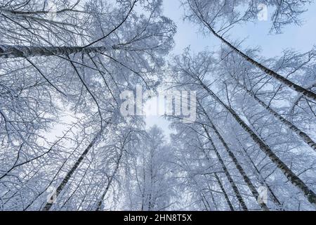 Troncs et branches de bouleau sous la neige. Banque D'Images