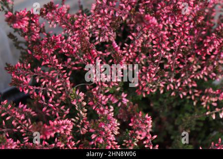 Fleurs de Calluna rose en fleurs Banque D'Images