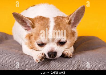 Le chien Chihuahua repose sur un oreiller sur un fond jaune. Photo de haute qualité Banque D'Images