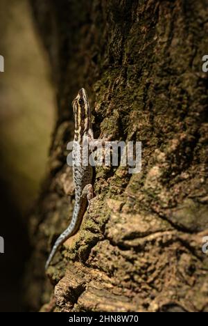 Gecko africain - Lygodactylus mombasicus, joli petit lézard coloré provenant de buissons et de bois africains, Kenya. Banque D'Images