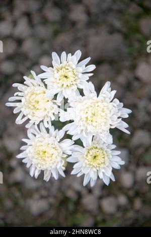 Belle fleur de maman blanche vue de dessus avec arrière-plan flou. Fleur de printemps vue naturelle. Banque D'Images