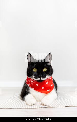 Portrait d'un magnifique chat noir avec moustache blanche et pattes en bandana rouge couché et regardant l'appareil photo. Affiche verticale ou carte postale avec chat sur lumière Banque D'Images