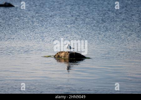 Un mouette sur une pierre dans une belle lumière de coucher de soleil.Photo de l'île d'Oland, en mer Baltique Banque D'Images