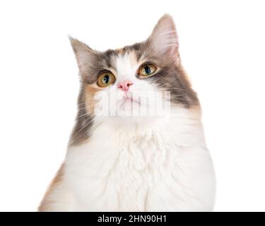 Portrait de chat multicolore à poils longs lumineux isolé sur fond blanc Banque D'Images