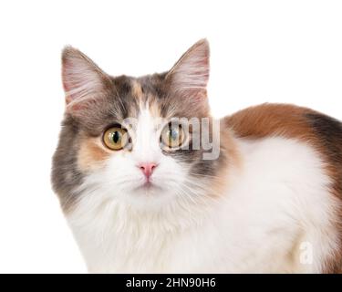 Portrait de chat multicolore à poils longs lumineux isolé sur fond blanc Banque D'Images